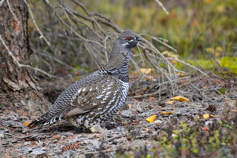 _MG_7537c.jpg - Spruce Grouse (Falcipennis canadensis)